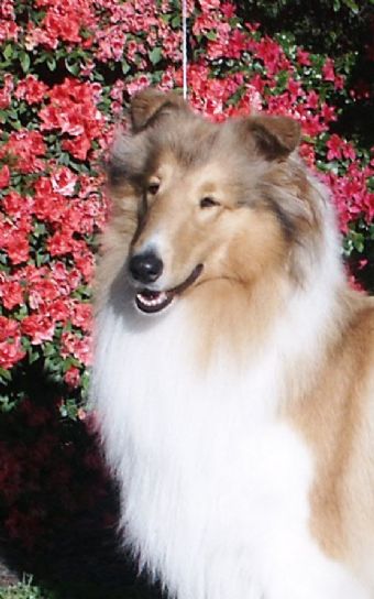 Breed Feature Photo - Unauthorised use prohibited!