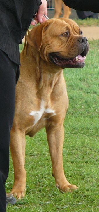 Breed Feature Photo - Unauthorised use prohibited!