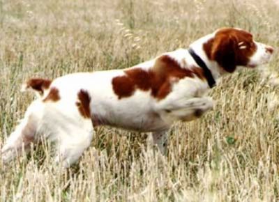 Breed Feature Photo - Unauthorised use prohibited!