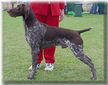Breed Feature Photo - Unauthorised use prohibited!