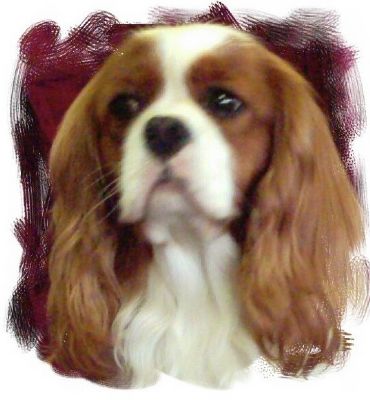 Breed Feature Photo - Unauthorised use prohibited!