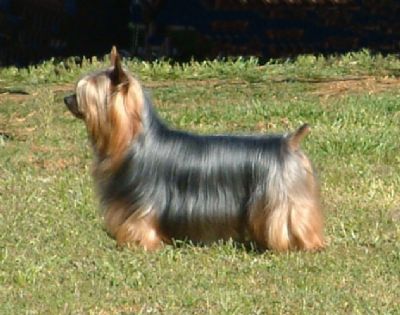 Breed Feature Photo - Unauthorised use prohibited!