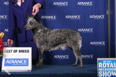 Breed Feature Photo - Unauthorised use prohibited!