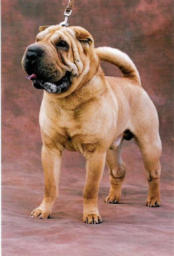 Breed Feature Photo - Unauthorised use prohibited!