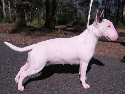 Breed Feature Photo - Unauthorised use prohibited!