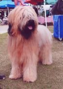 Click to see more details for this dog