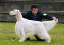 Click to see more details for this dog