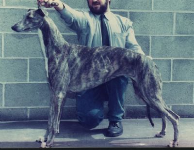 Breed Feature Photo - Unauthorised use prohibited!