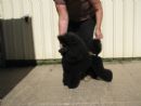 Click to see more details for this dog