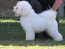 Click to see more details for this dog