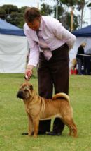 Click to see more details for this dog