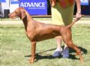 Click to see more details for this dog