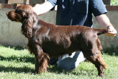 Breed Feature Photo - Unauthorised use prohibited!