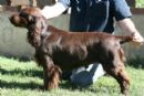 Click to see more details for this dog