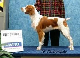 Breed Feature Photo - Unauthorised use prohibited!