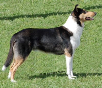 Breed Feature Photo - Unauthorised use prohibited!