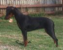 Click to see more details for this dog