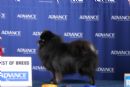 Click to see more details for this dog