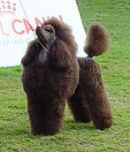 Click to see more details for this dog