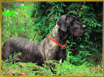 Breed Feature Photo - Unauthorised use prohibited!