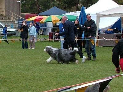 Breed Feature Photo - Unauthorised use prohibited!