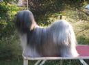 Click to see more details for this dog