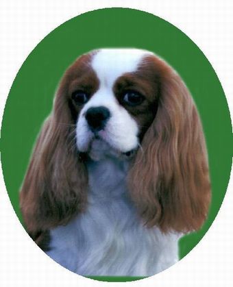 Breed Feature Photo - Unauthorised use prohibited!