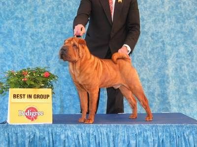 Breed Feature Photo - Unauthorised use prohibited!