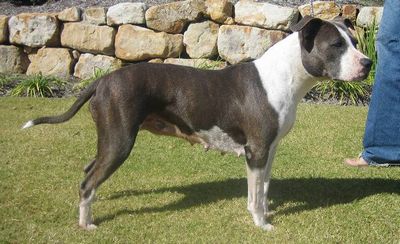 Breed Feature Photo - Unauthorised use prohibited!