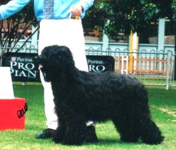 Breed Feature Photo - Unauthorised use prohibited!