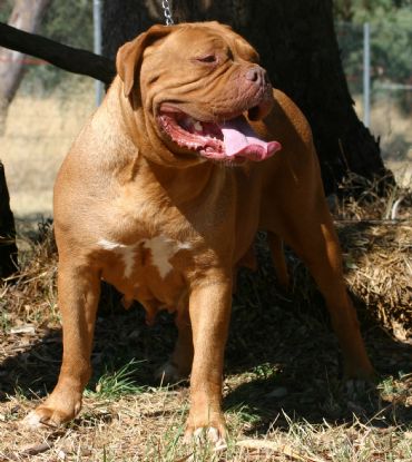 Breed Feature Photo - Unauthorised use prohibited!