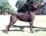Breed Feature Photo - Unauthorised use prohibited!