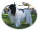 Click to see more details for this dog