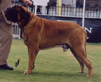 Breed Feature Photo - Unauthorised use prohibited!