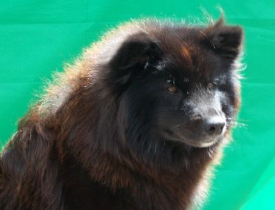 Breed Feature Photo - Unauthorised use prohibited!