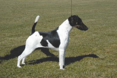 Breed Feature Photo - Unauthorised use prohibited!