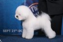Click to see more details for this dog