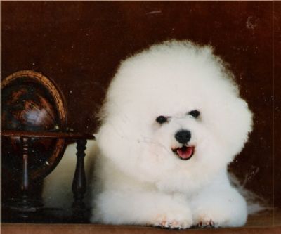 Breed Feature Photo - Unauthorised use prohibited!