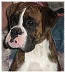 Boxer Breeders, Australia - Dogz Online