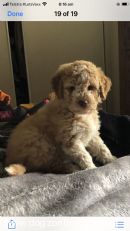 Lagotto Breeders, Australia - Dogz Online