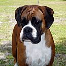 Boxer Breeders, Australia - Dogz Online