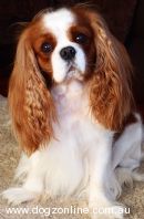 Cavalier King Charles Spaniel Breeders, Australia - Dogz Online