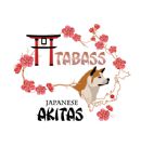 Akita (Japanese) Breeders, Australia - Dogz Online