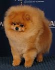 Pomeranian dog breeders victoria