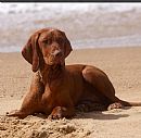 Hungarian Vizsla Breeders, Australia - Dogz Online