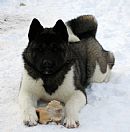 Akita Breeders, Australia - Dogz Online