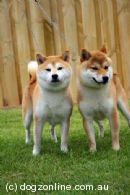 Shiba Inu Breeders, Australia - Dogz Online