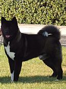 Akita Breeders, Australia - Dogz Online