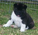 Akita Breeders, Australia - Dogz Online