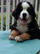 Bernese Mountain Dog Breeders, Australia - Dogz Online